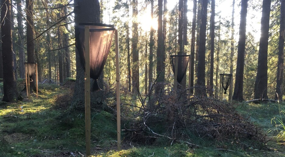 Flere tiår etter flatehogst lagrer jordbunnen nesten like mye karbon som i naturlige skoger