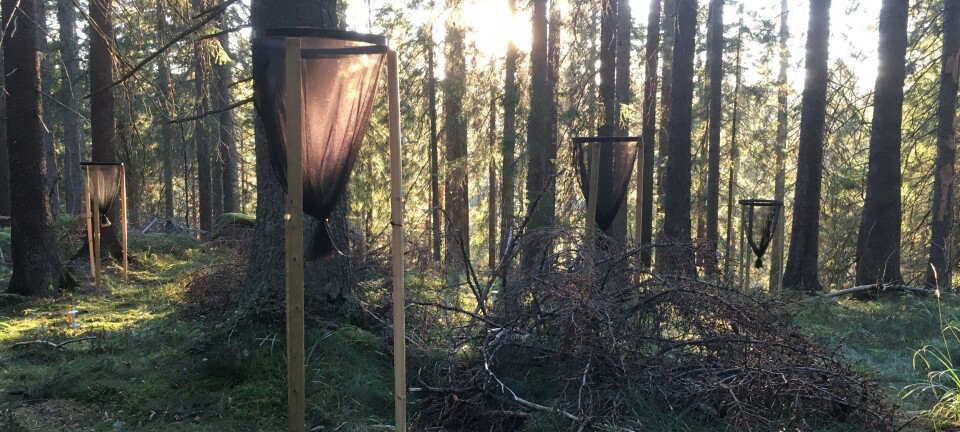 Flere tiår etter flatehogst lagrer jordbunnen nesten like mye karbon som i naturlige skoger
