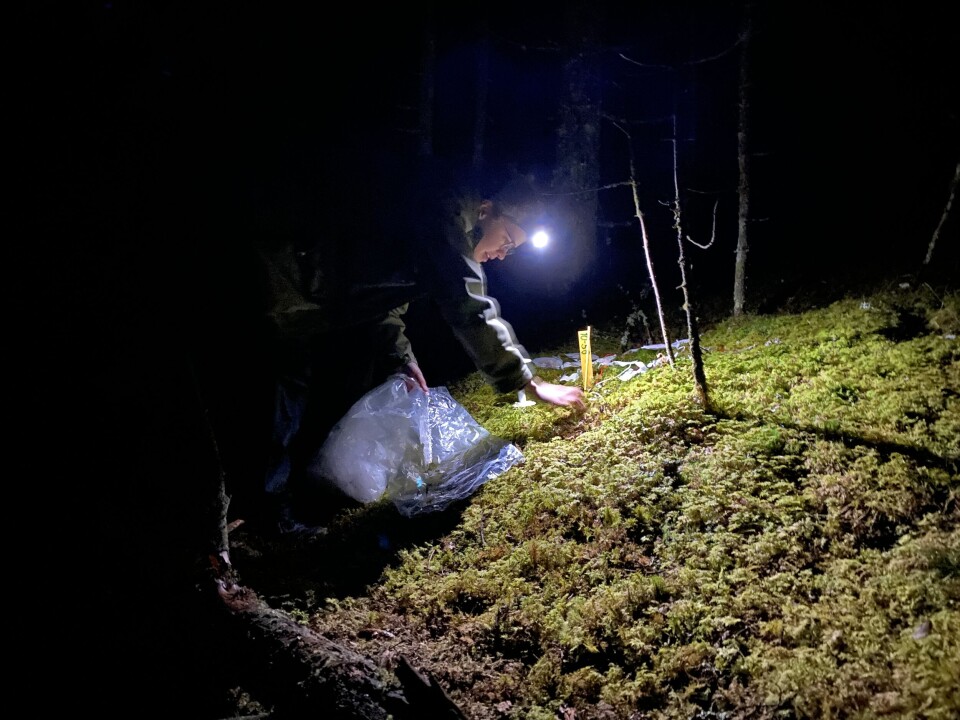 Skoger som har vært flatehogd tidligere, og skoger som aldri har blitt flatehogd, har ulik mengde strø fra både trær og bunnvegetasjon.