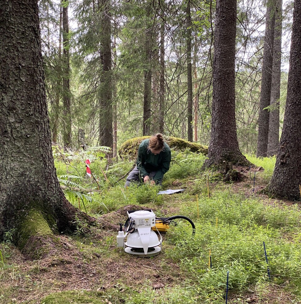 Sopp er en viktig del av skogens økosystem.