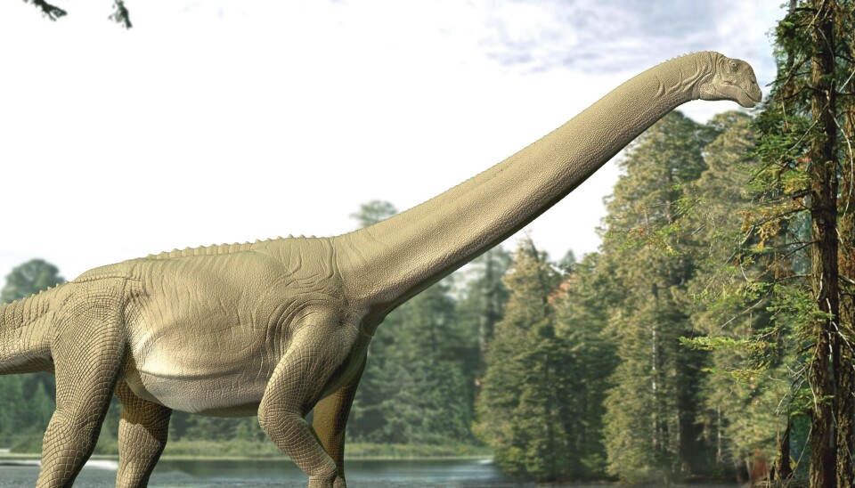 Mange ulike dinosaurer med lang hals har trampet rundt på jorda. Slik kan Diamantinasaurus matildae ha sett ut.