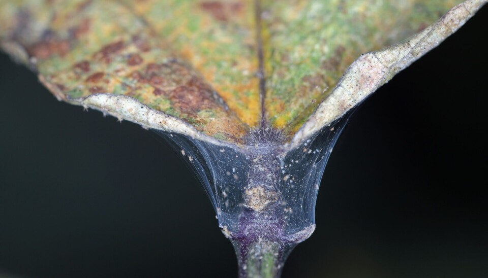 Denne planten er angrepet av spinnmidd, som er ørsmå edderkopper som lager spindelvev på blander og stilker. Midd på plante.