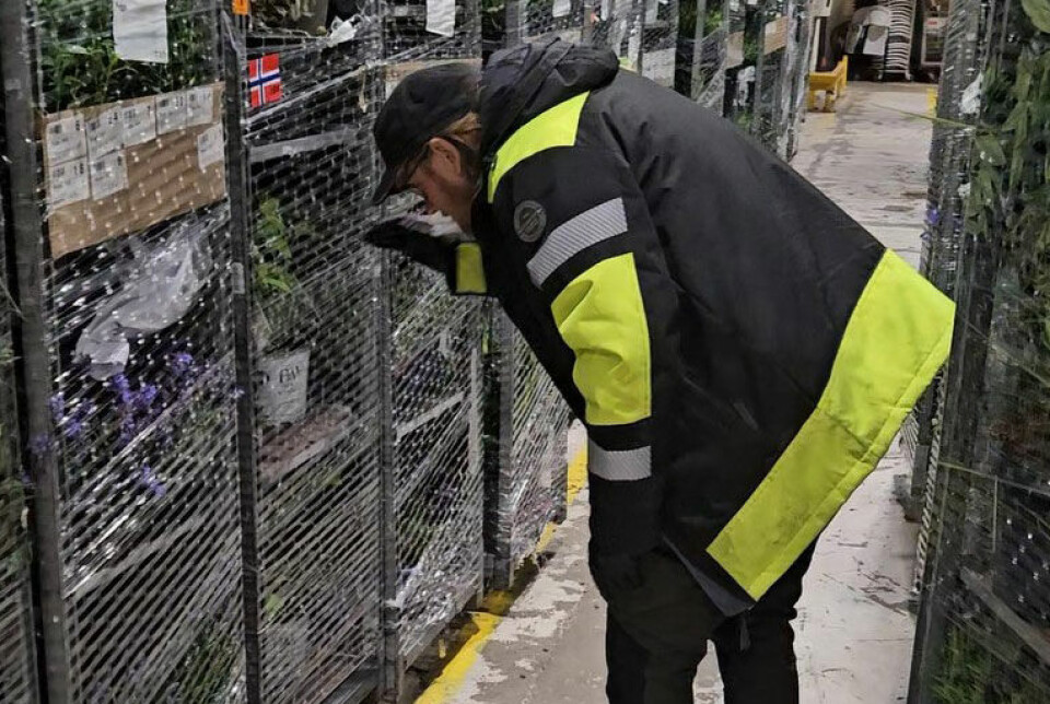 Mange blindpassasjerer skjuler seg blant plantene som blir kjørt over landegrensen.
