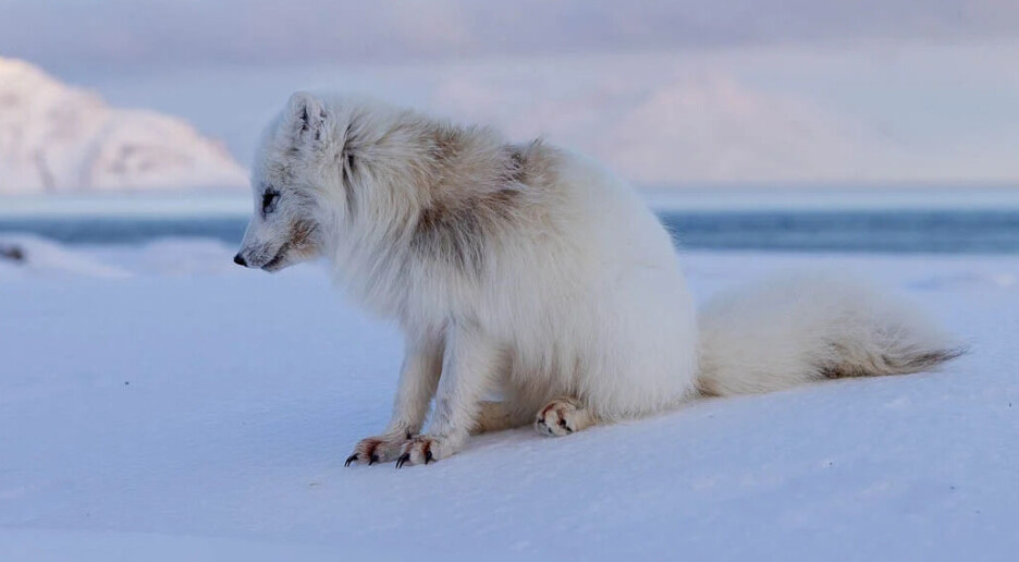 Pelslus-plage: Reven riv av seg håret i desperat kløe