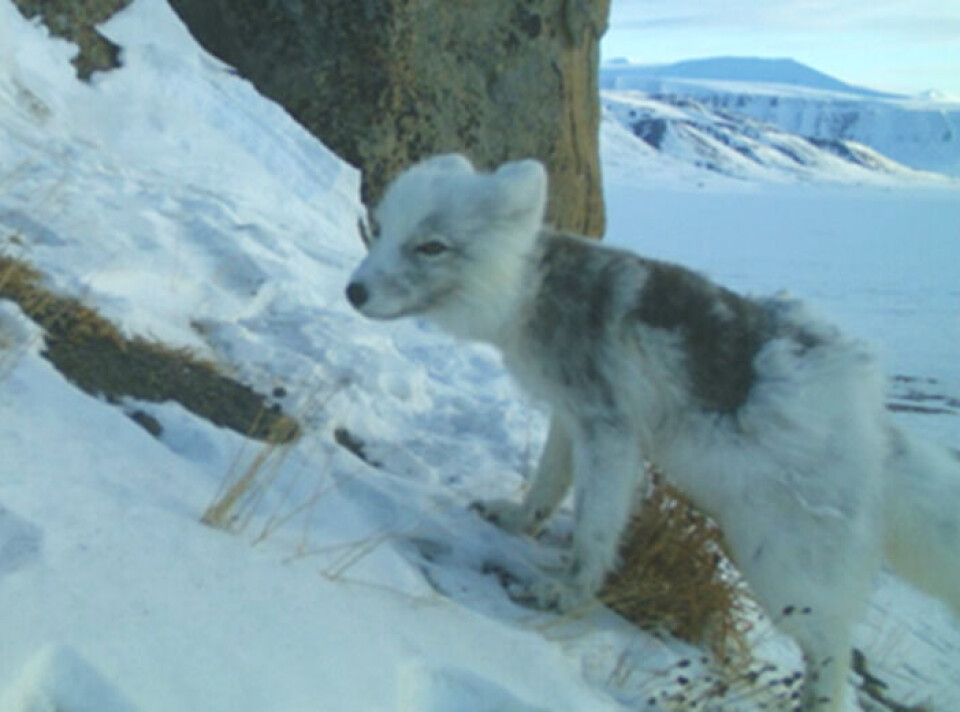 Ein smitta fjellrev på Janssonhaugen på Svalbard i mai 2021. Biletet er teke med eit av dei automatiske kameraa som vert monterte på ynglehi for å dokumentera kvalpar.