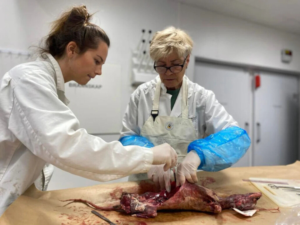Seniorforskar Eva Fuglei (t.h.) undersøker ein pelsa og lusesmitta fjellrev i laboratoriet saman med Emma Vangen, overingeniør ved Veterinærinstituttet.