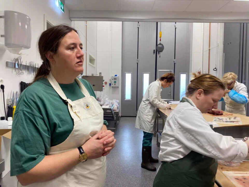 Forskar og veterinær Rebecca Davidson frå Veterinærinstituttet er medforfattar av den nye rapporten om pelslus hos fjellrev. Biletet er teke i laboratoriet i samband med undersøking av pelslus.