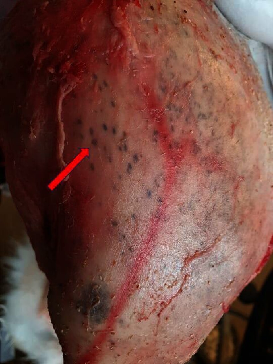 Pelslus i fjellrev vert om lag 1,5–2 millimeter lange og legg gjerne hundrevis av egg. Lusene er dei svarte små prikkane som synest under huda.
