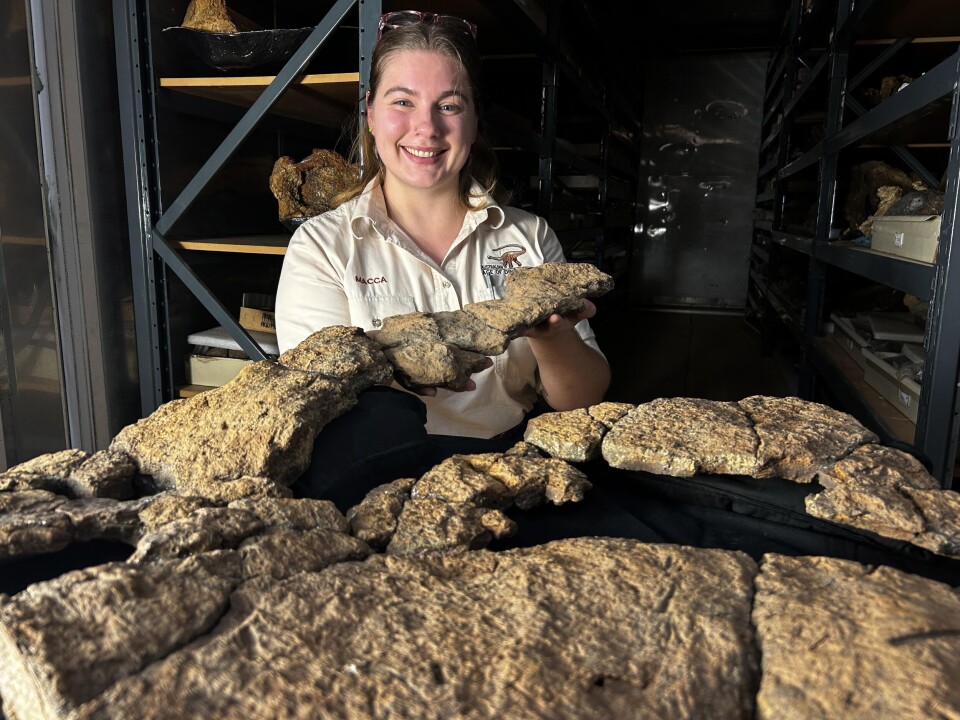 Mackenzie Enchelmaier jobber med å ta vare på fossiler. Her viser hun frem planterester fra tarmene til langhalsede dinosaurer.