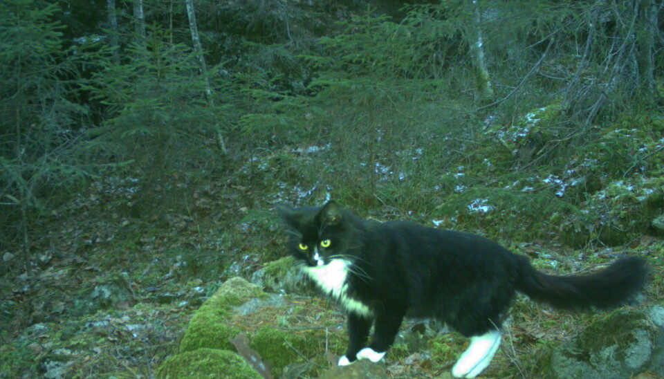 Viltkamera: Vi fant at katter oftere ble observert nær skogkanter, snarere enn midt inne i skogen.