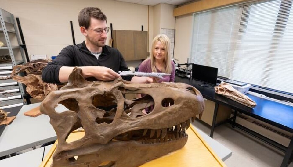 Forskerne Darla Zelenitsky og Jared Voris undersøker restene etter T. rex' mindre slektning.