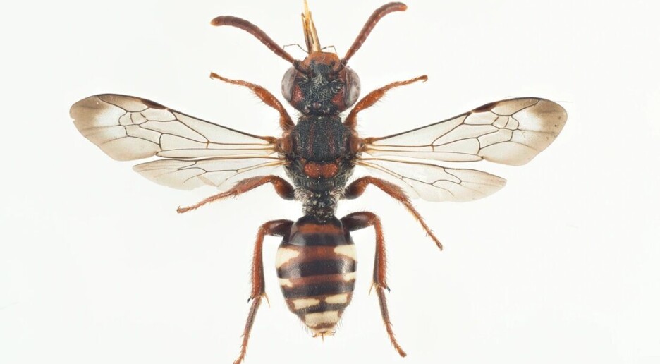 Villbier er sterkt truet