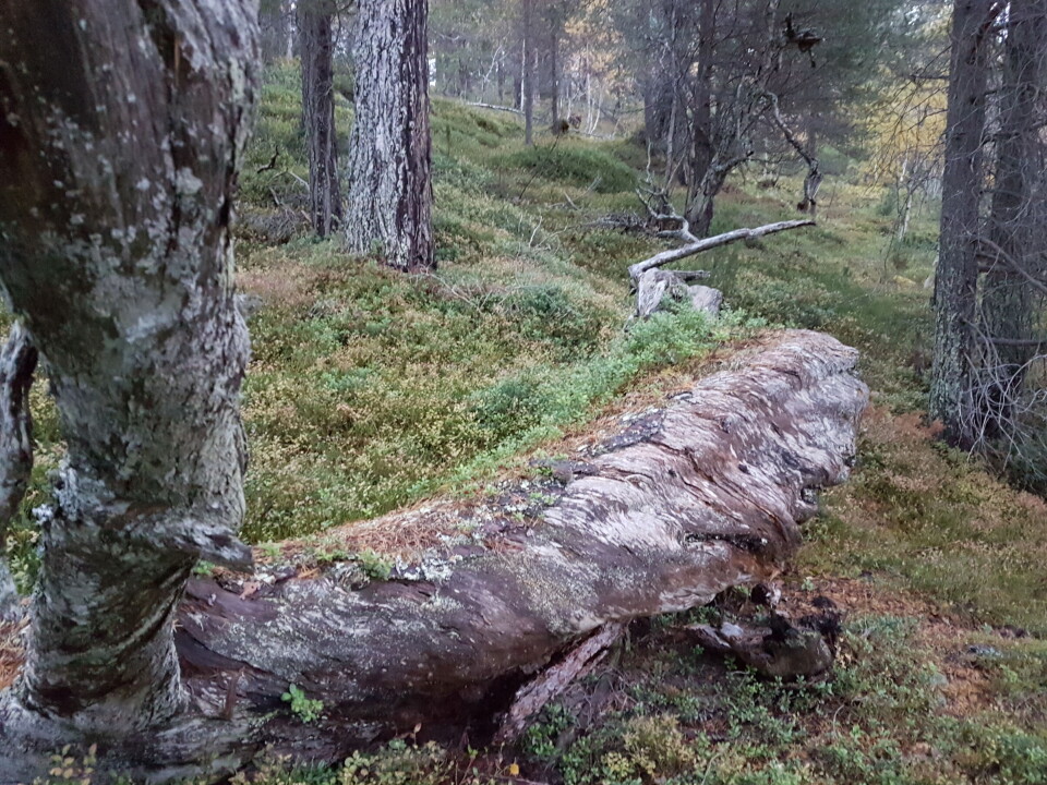 Ein slik naturskog med både levande og døde tre, og tre i ulike aldrar og storleikar, vil gi større mangfald av artar enn ein typisk produksjonsskog. Her er det også godt med lys for bærlyngen på skogsbotnen.