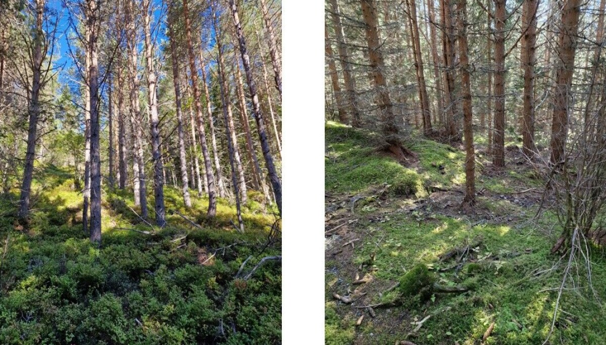 blogg.forskning.no