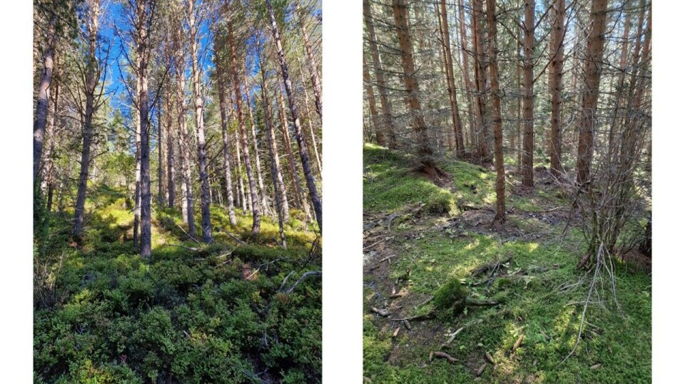 Tvillingskogar med gran og furudominans som elles har like forhold. Legg merke til forskjellen i lyngvegetasjonen på skogbotn.