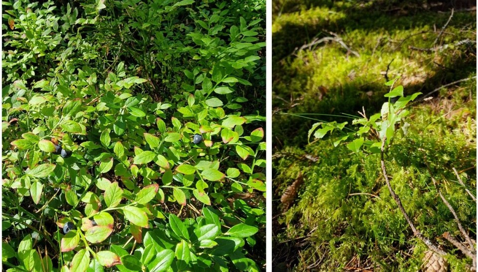 Når du no har lest teksten kan du sikkert tippe kva for planter som stod i furuskogen og i granskogen?