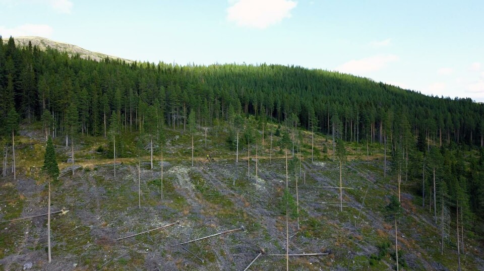 Dronebildet viser strandlinje fra Nedre Glomsjø nær Alvdal nord i Østerdalen. Dronebildet viser strandlinje fra Nedre Glomsjø nær Alvdal nord i Østerdalen.