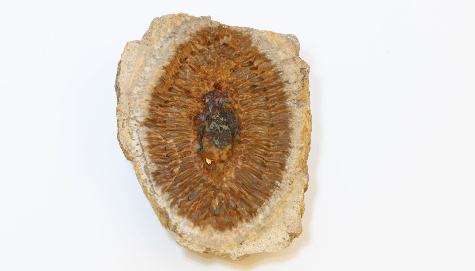 Denne hannkonglen er fra arten Araucaria mirabilis i apeskrekkfamilien. Den produserer pollen.