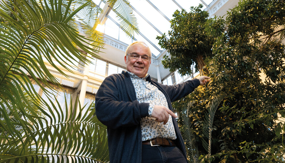 Wolfram Kürschner i Palmehuset på Naturhistorisk museum. Godt gjemt på høyre side finnes Agathia robusta, en levende slektning av Araucaria mirabilis og de to plantefossilene.