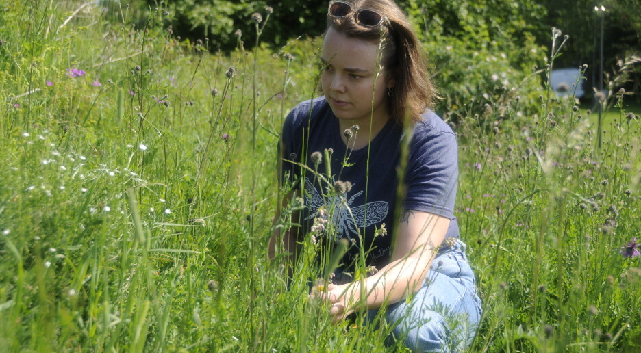 Disse blomstene hjelper ville bier