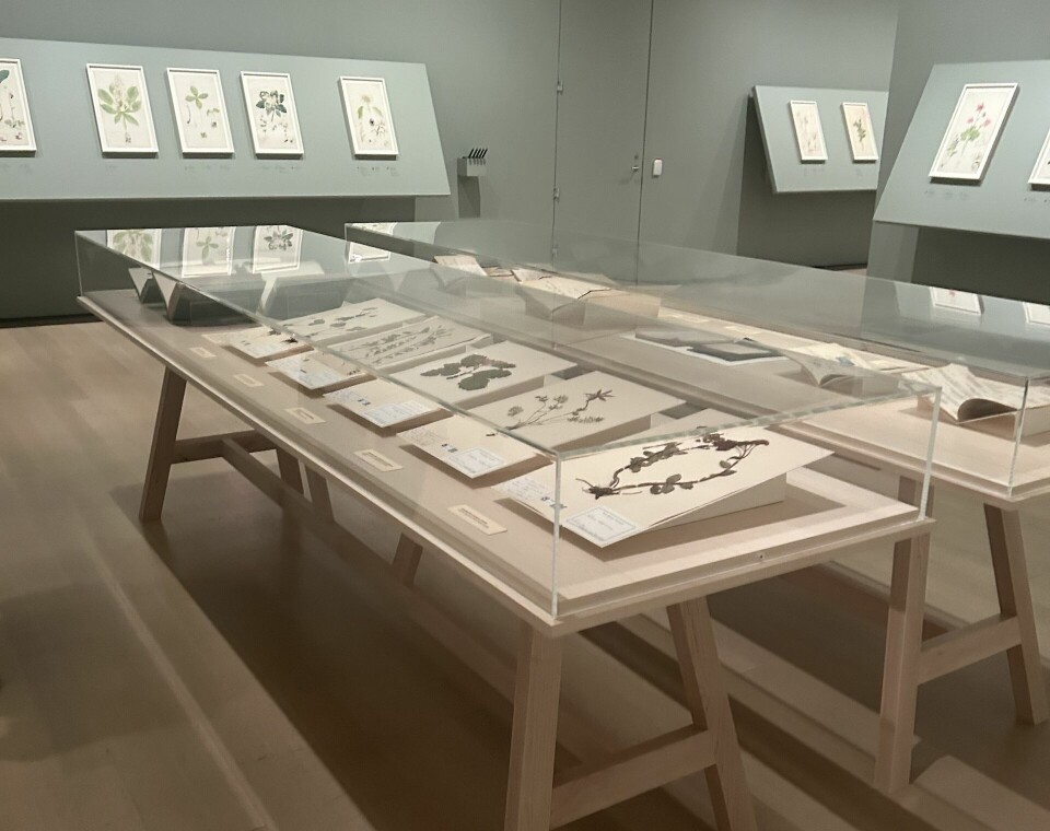 Fra utstillingsåpningen. Her er herbariearkene stilt ut i glassmontre.