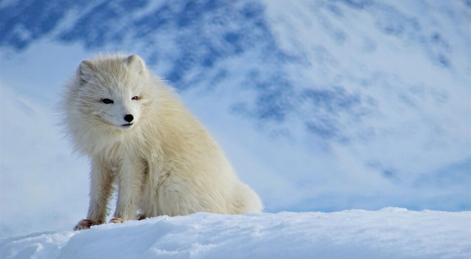 Advarer mot farlig parasitt på Svalbard: Lav spredning, men høy smittefare
