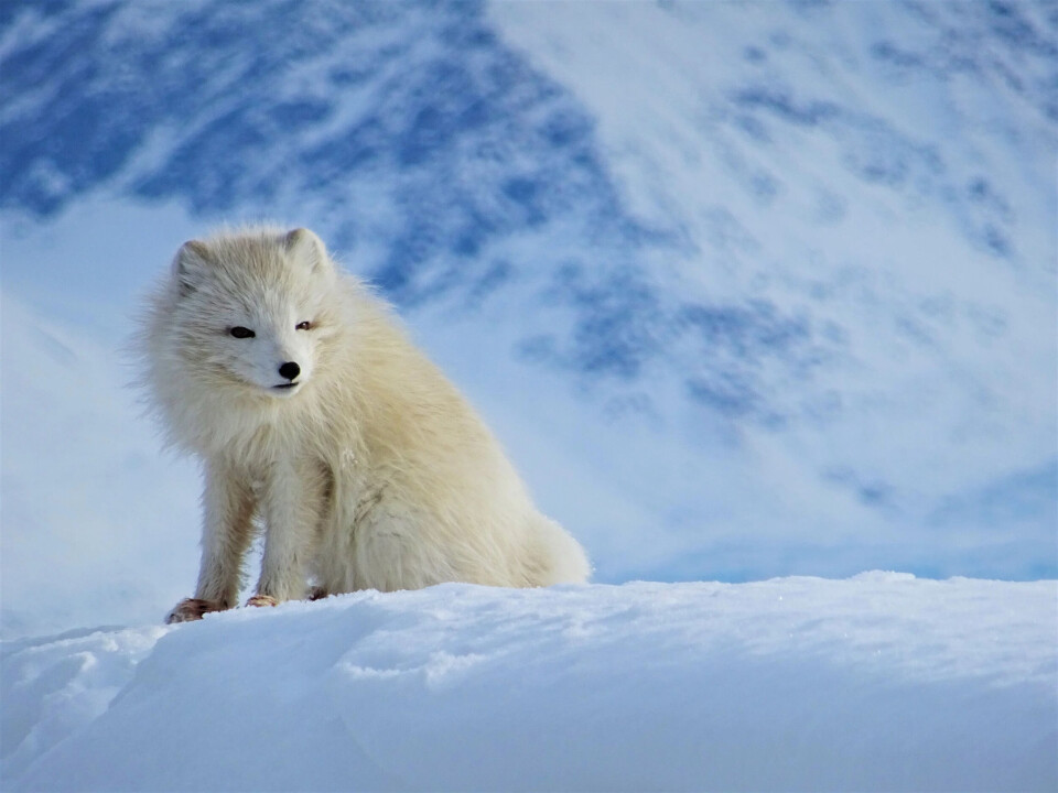 Fjellrev på Svalbard blir fangstet på grunn av pelsen på vinteren. Parasitten er funnet i rev fra de fleste fangstområdene.