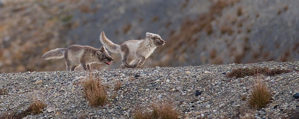 Mens noen vil kvitte seg med østmarkmusa, nyter fjellreven godt av dens inntog på Svalbard. Og det er der hele problemet starter.