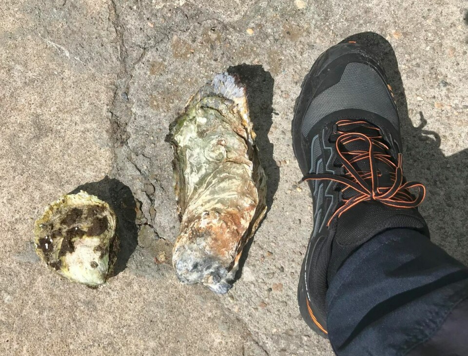 flatøsters, stillehavsøsters og havforskerlabb størrelse 45.