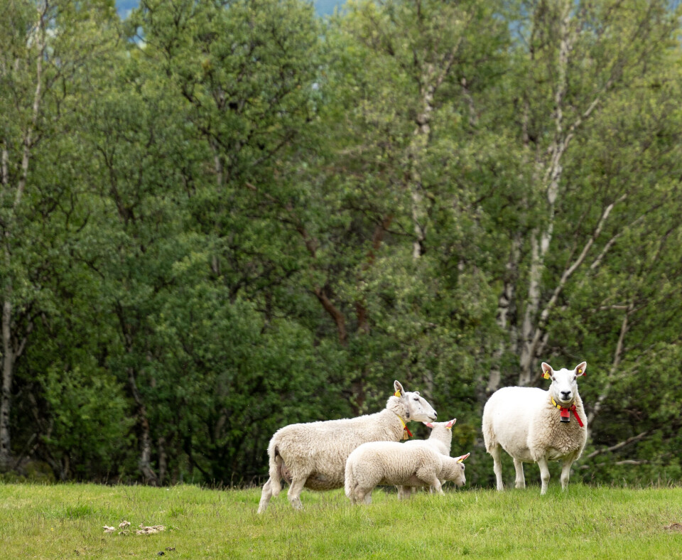 Beitekartlegging gir oversikt over utmarksbeiteressursen i kommunen, hvor de beste beitene befinner seg og hvordan kvaliteten varierer. Med dette kan kommune gi et anslag på hvor mange dyr som på en bærekraftig måte kan beite i et område over tid.
