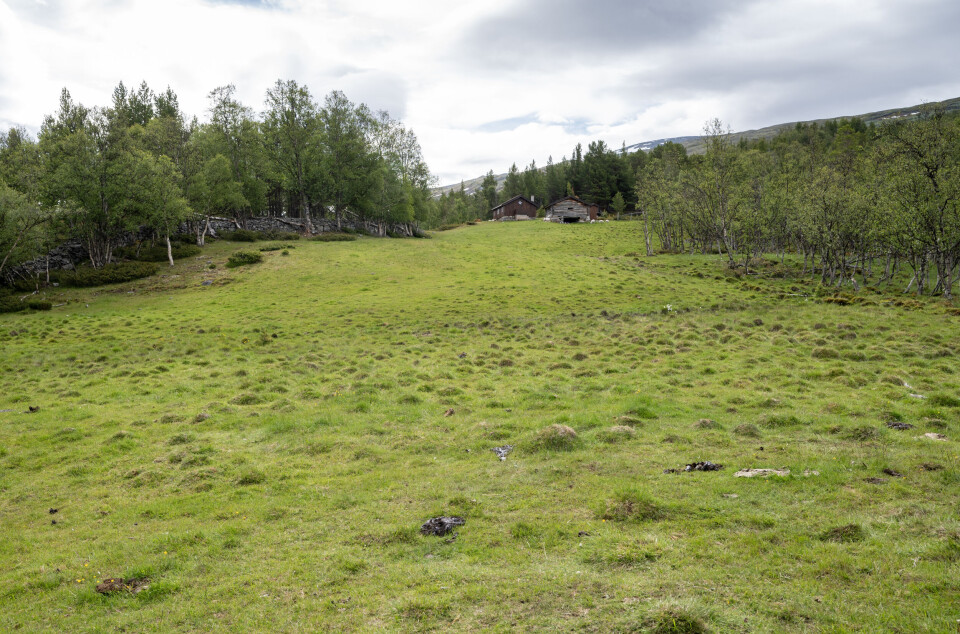 Lesja kommune ønsker mer oppmerksomhet om bruk av utmarka som beiteressurs, blant annet gjennom beitekartlegging og egne støtteordninger for utmarksbeite. Målet er å få små- og storfebøndene til å utnytte de beiteressursene som finnes.
