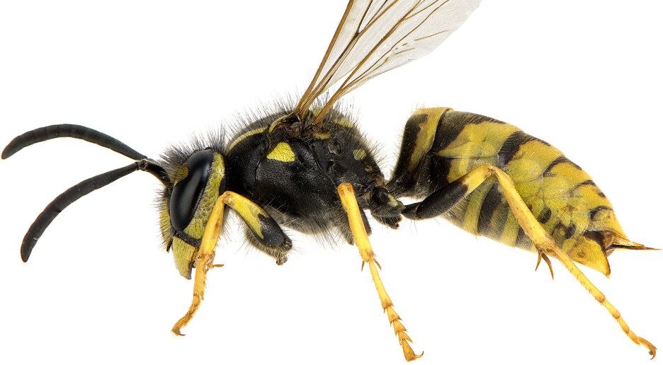 Hvilke insekter vil vi se mest av i sommer? Blir det vepseår?