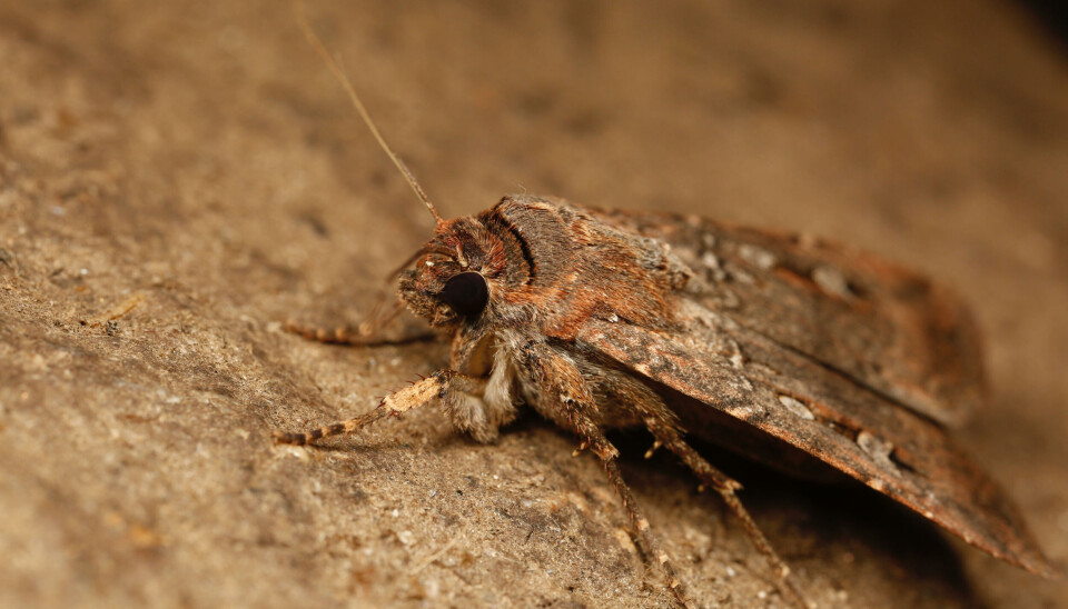 Bogong nattsvermere (Agrotis infusa) reiser hvert år til bestemte huler i Australia som de aldri har vært i før.