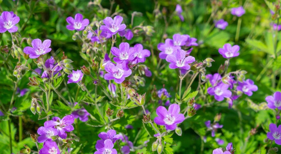 Hvilke planter kan vi hente i naturen og plante i vår egen hage?