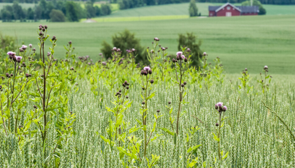 Selv om åkertistel kan være et plagsomt ugras, er mange insektarter knyttet til den.