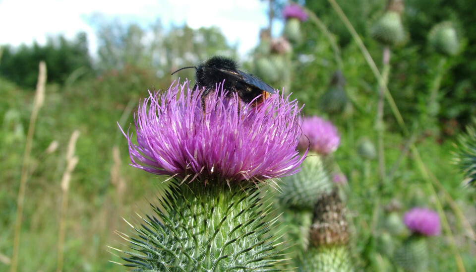 Veitistel er populær hos mange insekter.