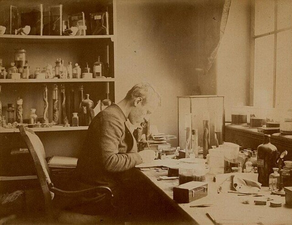 En ung Fridtjof Nansen som klassifiserer planter og dyr fra Nordishavet.