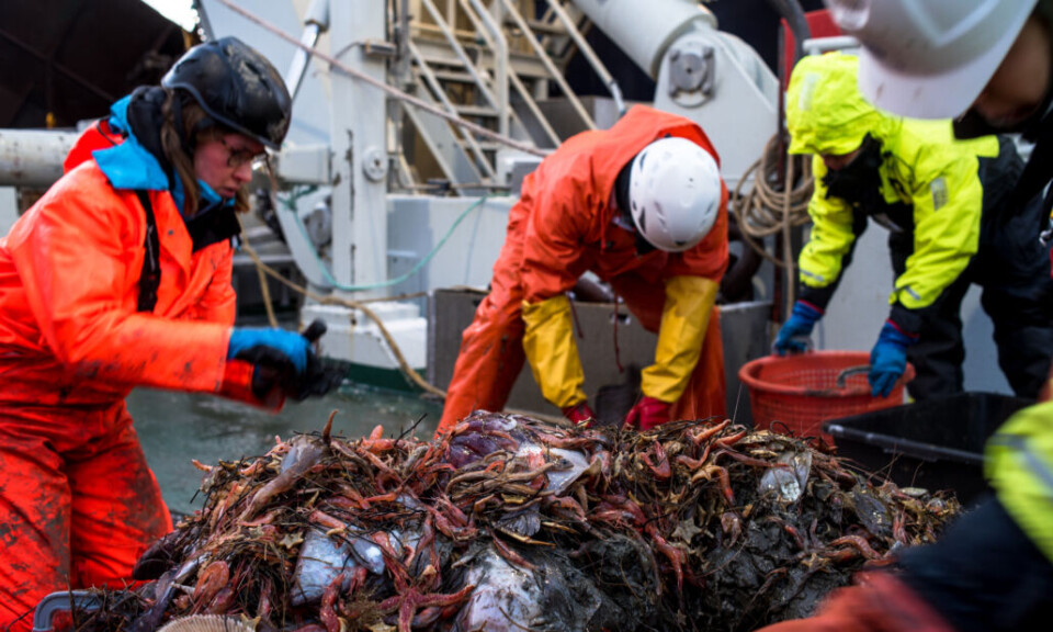 Innholdet i en trål blir undersøkt av deltakere på et Arven etter Nansen-tokt i Polhavet i 2022.