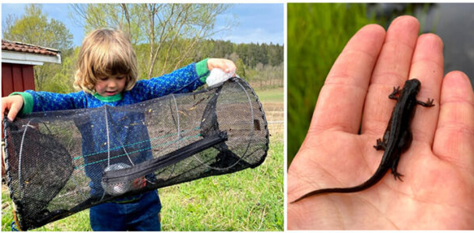 Denne fella hadde bare friske salamandere, blant annet en liten småsalamanderhunn med en tykk mage full av egg.