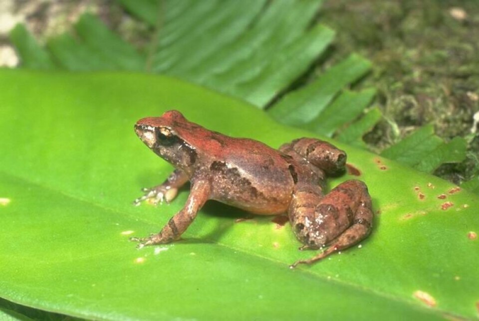 Denne lille Australske krabaten Taudactylus acutirostris og alle i dens slekt har blitt utryddet av Bd. Wikipedia/ Jean-Marc Hero (CC BY-SA 2.5)