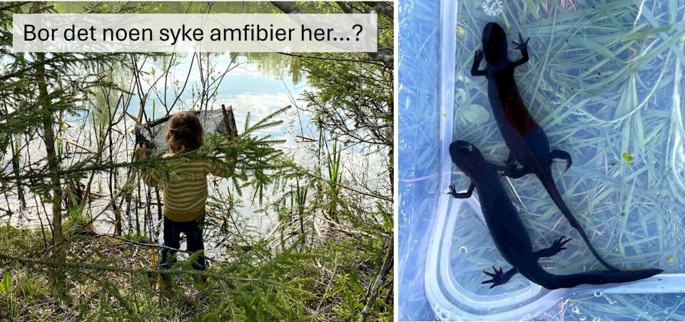 Mon tro om det blir fangst av salamander her i år? – Fasiten viste to fine storsalamanderhunner (til høyre).