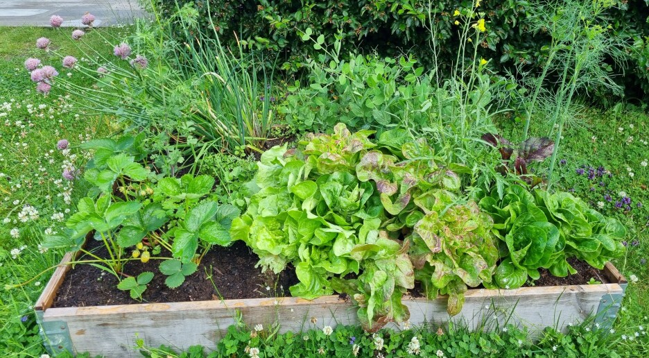 Derfor kan det være bra å ha maur i hagen