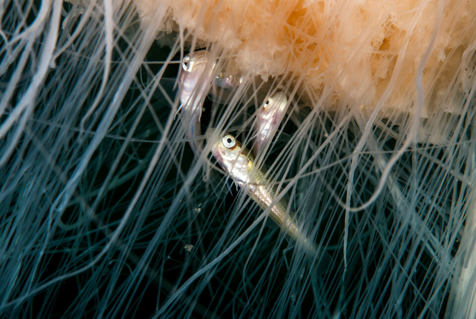 Ikke alle plages av giften. Disse små fiskene er immune og bruker trådene som gjemmested. Nærbilde av tre små fisk mellom trådene til en brennmanet.