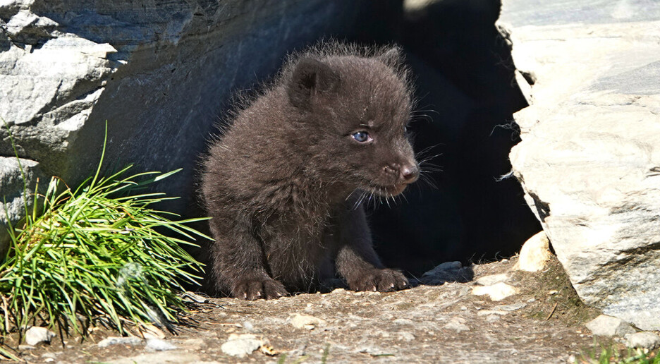 Slik skal forskerne redde fjellreven fra innavl