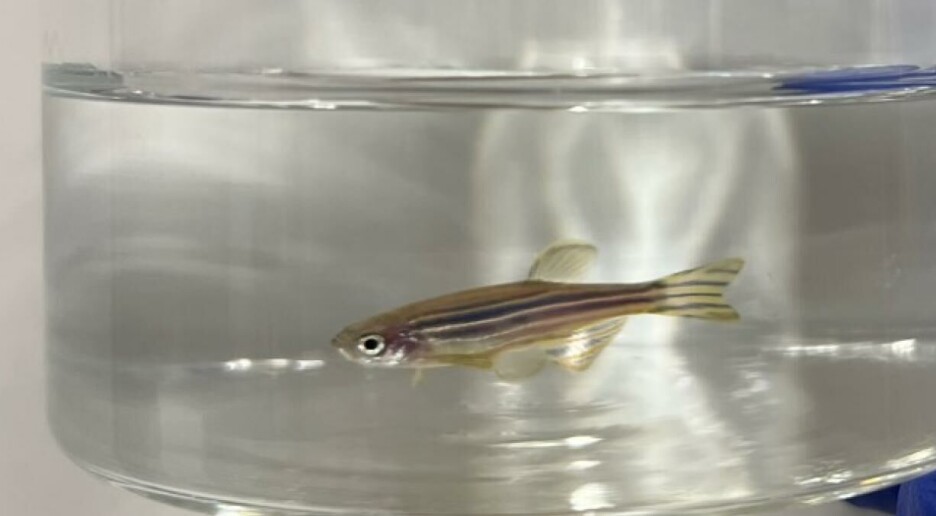 Denne lille fisken hjelper forskerne til å forstå alvorlege sjukdomar