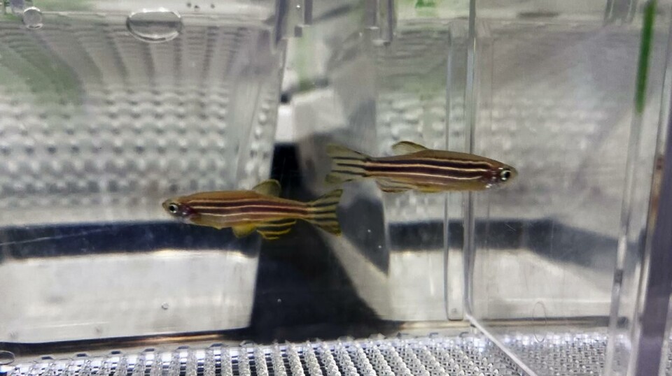 Sebrafisk blir ofte brukt som modellorganisme i medisinsk forsking på grunn av den genetiske likskapen med menneske.