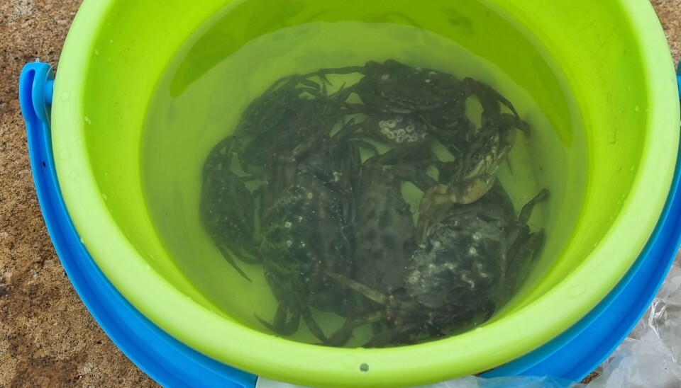 Krabber trives ikke når de er mange sammen i en bøtte uten noe sted å gjemme seg.