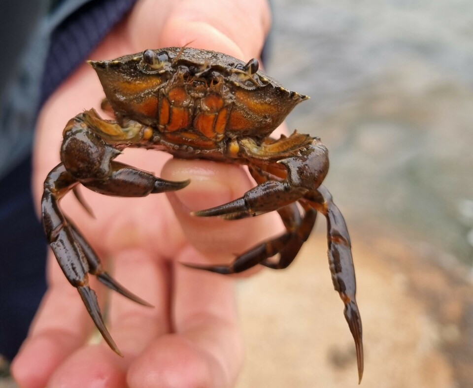 Når du putter krabbene i en bøtte, kan du ofte se hvilket kjønn de er, forteller Gro van der Meeren. Hannene er hissige, mens hunnene prøver å gjemme seg. Nærbilde av en hånd som holder en relativt stor strandkrabbe.