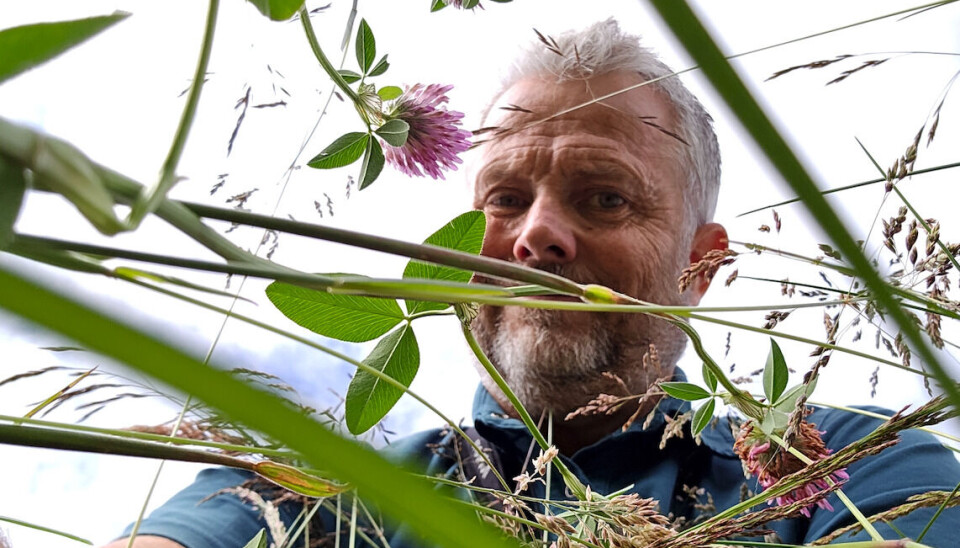 Er det noen humler her? På tredje året Ola Moen, som til daglig jobber som statslos, ute og leter etter humler og sommerfugler på Vestlandet. – Jeg har alltid vært interessert i natur. Det begynte med fugler, og så har det ene tatt det andre, sier han.