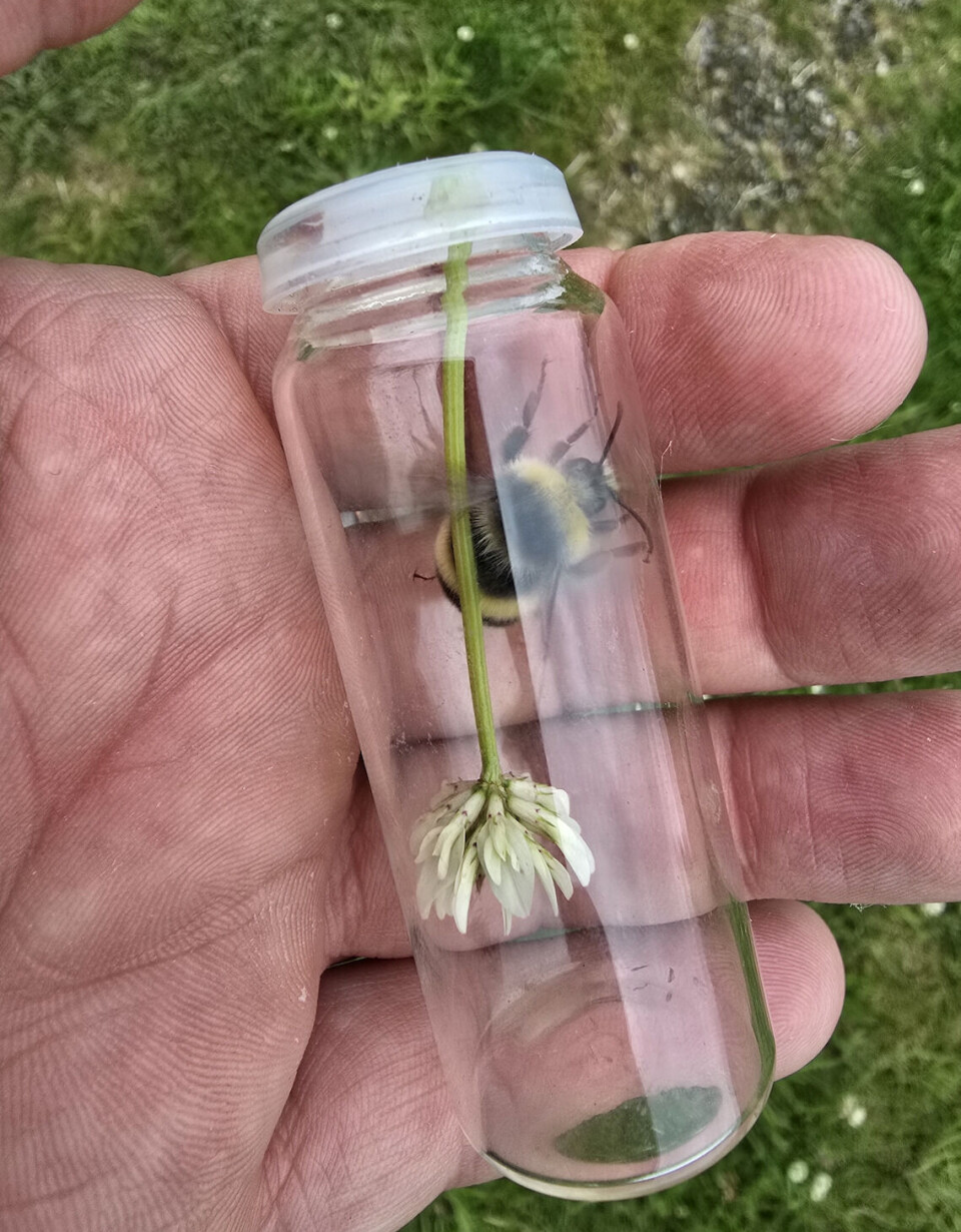 Humlene må fanges i et glass før Ola Moen kan være sikker på hvilken art de tilhører.
